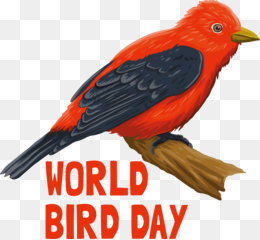 Bird Day Bird Day International Bird Day Bird for International Bird Day